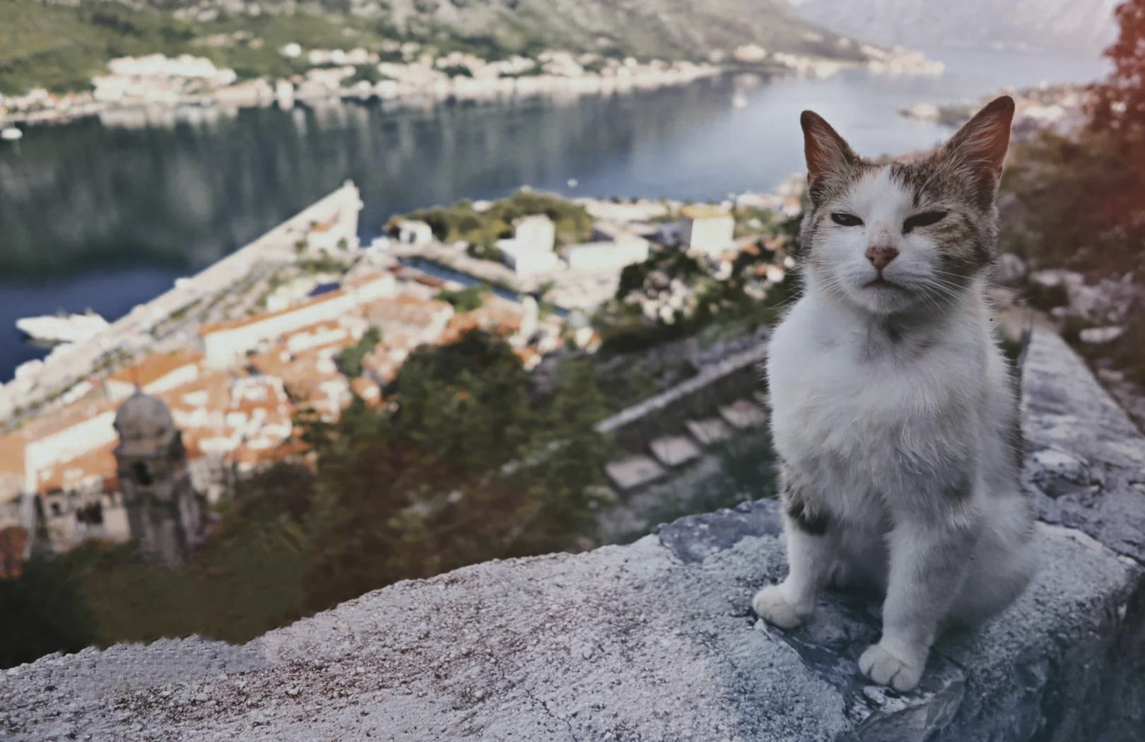 德信体育-塞尔维亚挑战波黑，备战关键对决