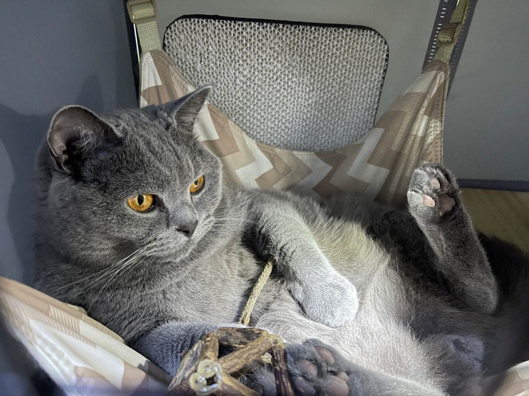 德信体育-小托马斯恶狠狠：我有砍帽能力！